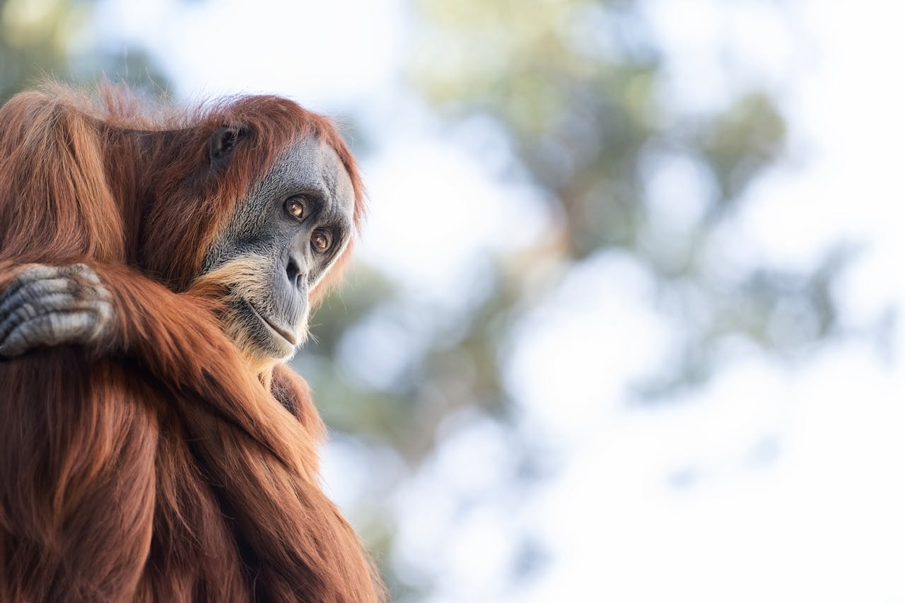 Ilustrasi Orangutan (Pexels)